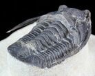 Large, Diademaproetus Trilobite - Ofaten, Morocco #49923-3